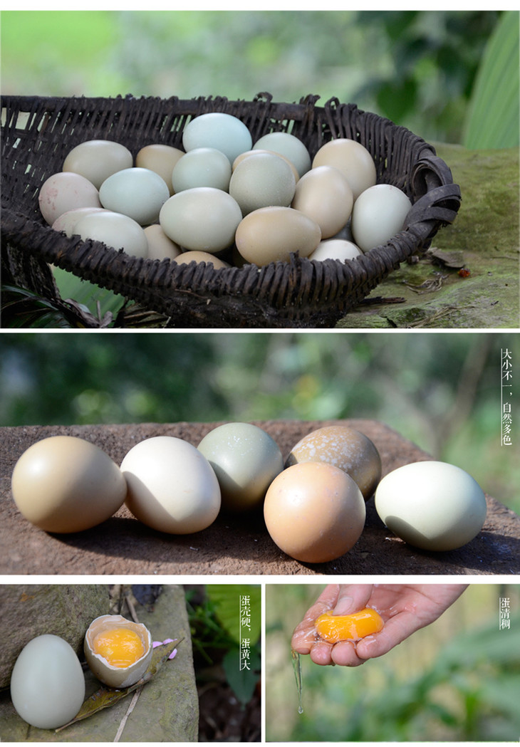 七彩山鸡蛋(俗称野鸡蛋)的蛋壳有橄榄色,暗褐色,浅褐色,灰色,蓝色