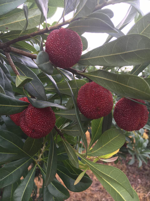 【预售 近乒乓球大小】6斤198元 仙居东魁杨梅大果 单果直径约20-24g