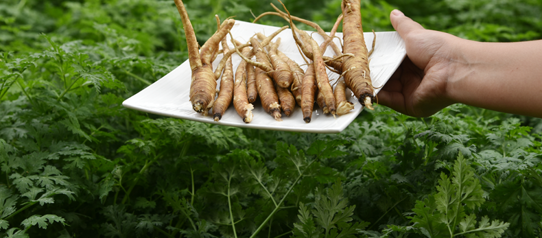 四川凉山新鲜菜当归健康补品甜当归5斤包邮